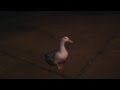 Pato cojo camina gracias a impresora 3D