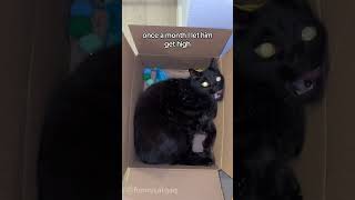 Cat Vs Catnip