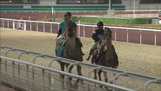 Courses de dromadaires France Tunisie, le 11 novembre 2017 sur l hippodrome de Vaulx en Velin Lyon