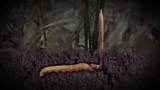 The Life Cycle Of Cordycepsmodern Agricultural Cultivation And Harvesting Of Cordyceps Militaris