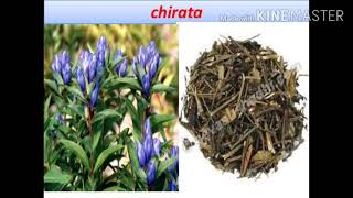 Chirata Anthraquione Containing Plant Explain All Pharmacological Properties And Discription Uses