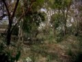 De los primeros estudiosos del mundo maya
