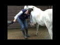 Taking the Reins