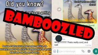 WE BAMBOOZLED 'EM (YIAY #403) WE BAMBOOZLED 'EM (YIAY #403)