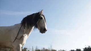 Watch Wendy Mcneill White Horses video
