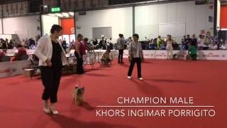 Khors Ingimar Porrigito