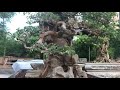 MD615 CÂY SANH TRỰC HUYỀN MỚI THAY CHẬU TẠI VƯỜN MINH DƯỠNG
