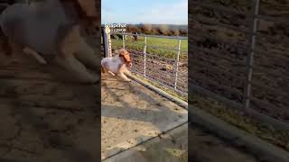 Compil Chute Danimaux