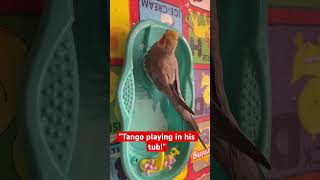 Tango Playing In His Tub