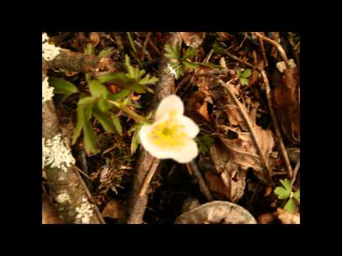 an offering of truth.original by chaitanya with Mary Ann.wmv