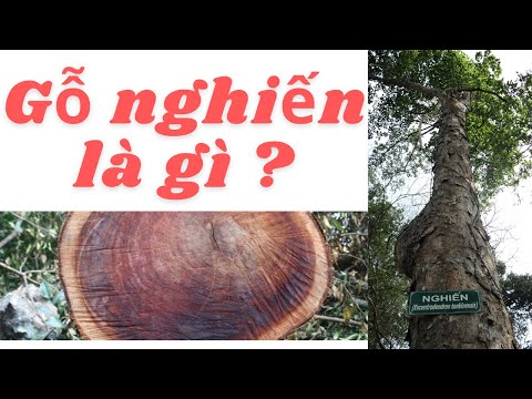 GỖ NGHIẾN LÀ GÌ ? ỨNG DỤNG GÌ TRONG THI CÔNG NỘI THẤT CHUNG CƯ,NHÀ PHỐ,BIỆT THỰ (Nội thất Vinhouses)