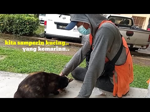 Kaki kucing yang sakit sudah membaik..