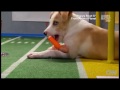 Puppy Bowl's MVP: Most Valuable Pup