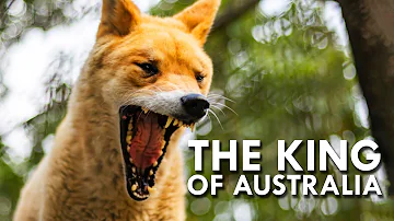 Can a dingo be a pet?