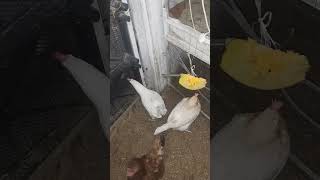 Молодки, Свободный Выгул В Помещении