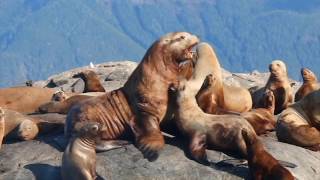 Great Bear Rainforest
