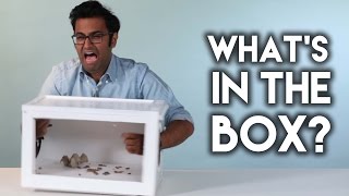 What's In The Box? What's In The Box?