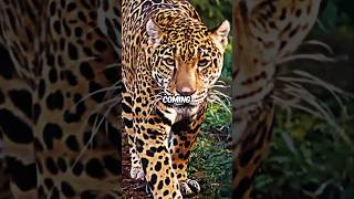 He Didnt Realize A Jaguar Was Behind Him