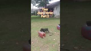 Training Jagd Hunting Terrier