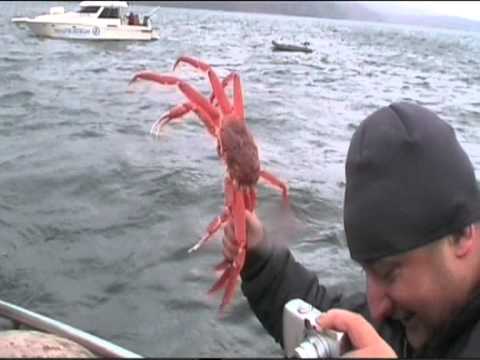 как правильно ловить камчатского краба как правильно ловить камчатского краба