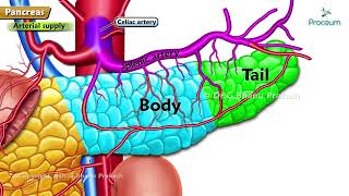Anatomy Of Pancreas Animation Parts, Relations, Blood Vessels, Innervation, Lymphatics, Embryology