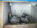 indian pigeon