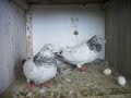 indian pigeon