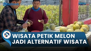 Segarnya Petik Melon Di Tengah Panasnya Kota Tuban, Wisata Keluarga Langsung Dari Kebunnya