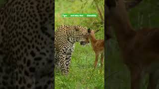 Tiger And Baby Deer Friendship