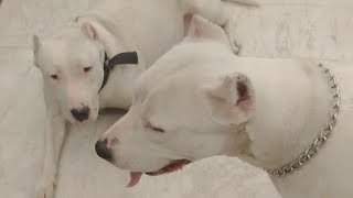 Pepsi & Rambo Apbt Pitbull Terrier Live Playing Mood