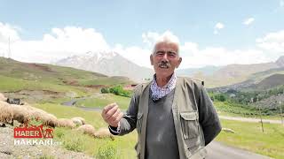 Kurban Bayramı Öncesinde Hakkaride Kurbanlık Fiyatları Cep Yakıyor