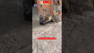 Monkey Vs Cat Fight