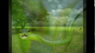 Watch Tom T Hall Sneaky Snake video