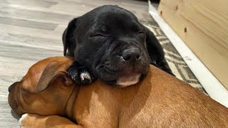 Staffordshire Bull Terrier Puppies And Parents