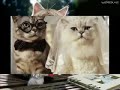 Os gatos de Estimação mais engraçados da internet