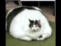 Os gatos de Estimação mais engraçados da internet