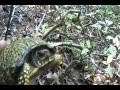 Timber Rattlesnake Tracks Day 11--An Earthshine Nature Programs Production