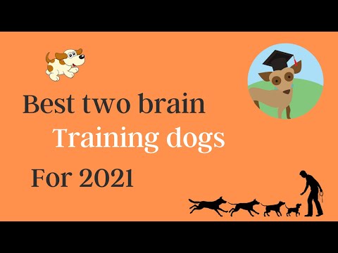 Best two brain training dogs, correcting common dog problems, guide, Cesar Millan, Top books