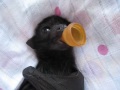 Charlotte the orphaned baby flying-fox enjoys a massage