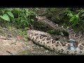 Predators vs Alligators 0503 - Rattlesnakes - Music