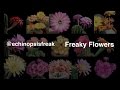 Freaky Flowers - Echinopsis Cacti in Bloom