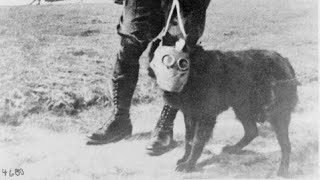 Wartime Photos Historical Photos Old Photos