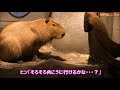 カピバラ （NIFREL ニフレル篇）お気楽ゾーンとデンジャラスゾーン