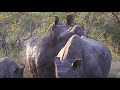 Mating Habits Of The Southern White Rhino