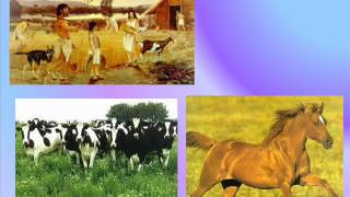 Watch Darwin Vii video