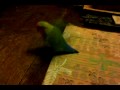 Pippin peach faced lovebird chases our Persian cat Luigi