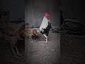 Rooster 🐔❤️|| chickens 🐓 || Desi breed || murga #rooster #shorts