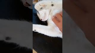 Cat Has Ticklish Armpits