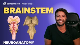 Brainstem Anatomy For Medical Students Midbrain, Pons & Medulla Explained