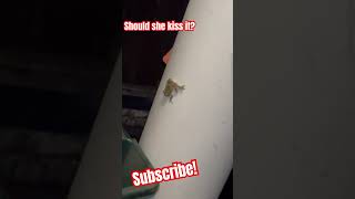 Should She Kiss The Frog? Lol Answer Below